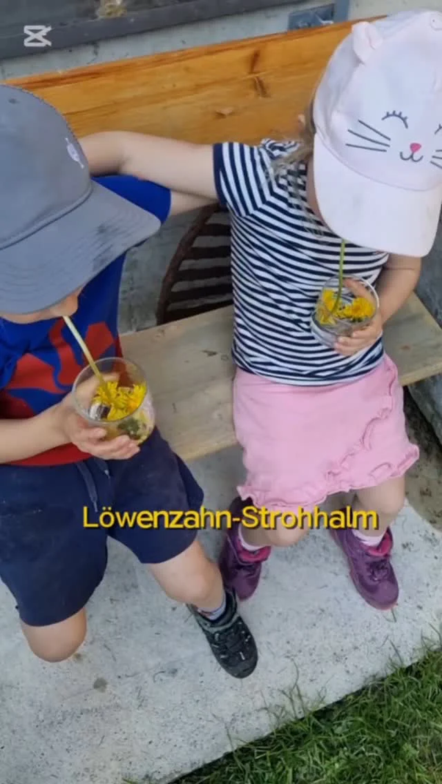 "Wer hätte gedacht, dass ein Löwenzahn so stark sein kann?
Natürlich. Nachhaltig. Wunderschön.

Ein Strohhalm aus echter Natur.

Danke liebes @kraeuterzentrum_einboeck für die tolle Idee! Das mussten wir gleich nachmachen und die Kinder waren lange damit beschäftigt. 😊

Löwenzahn ist ein echter Allrounder. Wir haben dieses Jahr auch schon wieder den beliebten Sirup gemacht. 

Hier das Rezept für Löwenzahnsirup ohne Zucker

Zutaten:

200 Löwenzahnblüten (nur die gelben Blütenblätter)

500 ml Wasser

1 Bio-Zitrone (Saft + Schale)

200–300 ml Honig (oder Apfeldicksaft / Birnendicksaft)

Zubereitung:

1. Blüten vorbereiten:
Löwenzahnblüten sammeln und vorsichtig ausschütteln (nicht waschen).

2. Blüten aufkochen:
Blüten mit Wasser und Zitronenschale einmal aufkochen, dann bei kleiner Hitze etwa 15 Minuten köcheln.

3. Ziehen lassen:
Die Mischung abgedeckt mindestens 2 Stunden (besser über Nacht) ziehen lassen.

4. Abseihen:
Flüssigkeit durch ein feines Sieb oder Tuch abseihen und gut ausdrücken.

5. Süßen:
Die abgeseihte Flüssigkeit erneut leicht erwärmen (nicht kochen!).
Dann Honig oder Apfeldicksaft einrühren, bis die gewünschte Süße erreicht ist.

6. Abfüllen:
Noch warm in saubere Flaschen oder Gläser füllen und sofort verschließen.

Hinweise:

Nicht kochen, wenn Honig hinzugefügt wird, sonst verliert er seine wertvollen Inhaltsstoffe.

Dieser Sirup ist weniger haltbar als die Zucker-Variante. Im Kühlschrank hält er ca. 2–4 Wochen.

#NatureLover #Löwenzahn #Nachhaltigkeit #EcoFriendly